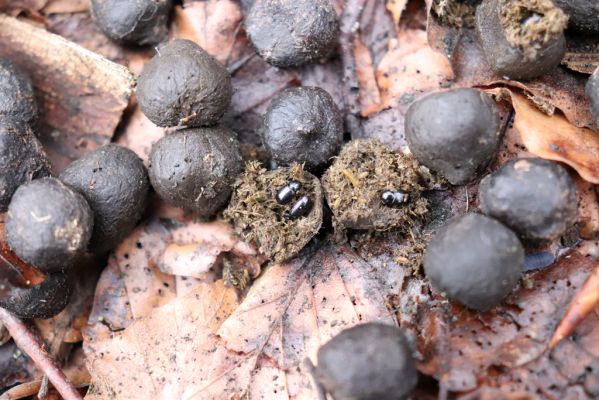 Trutnov, Babí, 2.4.2021
Rýchory - Dvorský les. Bučina na prameništích Březového potoka. Hnojník Agoliinus nemoralis. 
Keywords: Trutnov Babí Rýchory Dvorský les Březový potok Agoliinus nemoralis