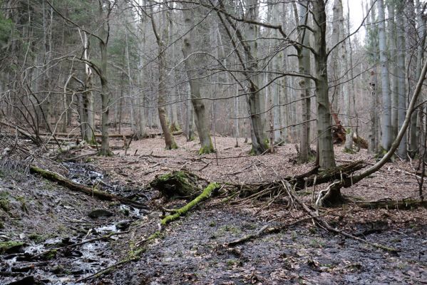 Trutnov, Babí, 2.4.2021
Rýchory - Dvorský les. Bučina na prameništích Březového potoka.
Klíčová slova: Trutnov Babí Rýchory Dvorský les Březový potok
