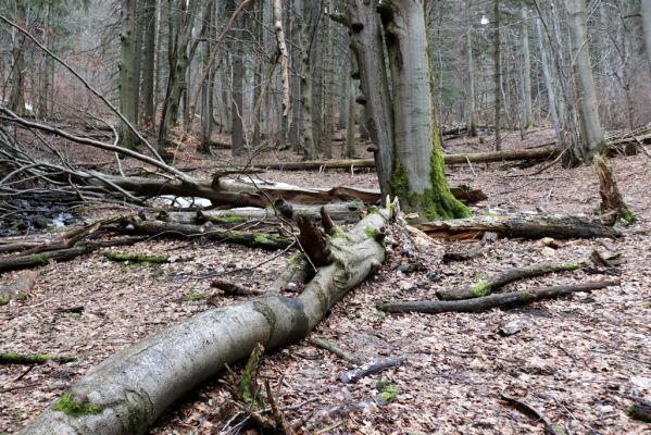 Trutnov, Babí, 2.4.2021
Rýchory - Dvorský les. Bučina na prameništích Březového potoka.
Klíčová slova: Trutnov Babí Rýchory Dvorský les Březový potok