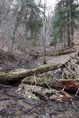 Trutnov, Babí, 2.4.2021
Rýchory - Dvorský les. Bučina na prameništích Březového potoka.
Klíčová slova: Trutnov Babí Rýchory Dvorský les Březový potok Ampedus aethiops