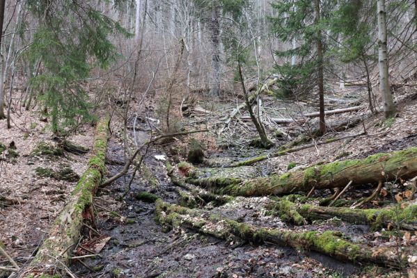 Trutnov, Babí, 2.4.2021
Rýchory - Dvorský les. Bučina na prameništích Březového potoka.
Klíčová slova: Trutnov Babí Rýchory Dvorský les Březový potok Ampedus aethiops