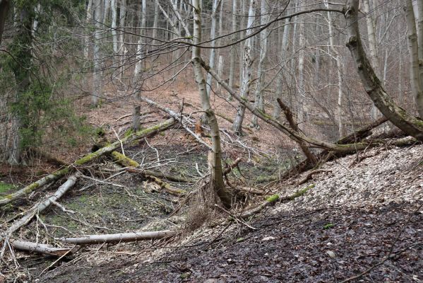 Trutnov, Babí, 2.4.2021
Rýchory - Dvorský les. Bučina na prameništích Březového potoka.
Klíčová slova: Trutnov Babí Rýchory Dvorský les Březový potok Ampedus aethiops