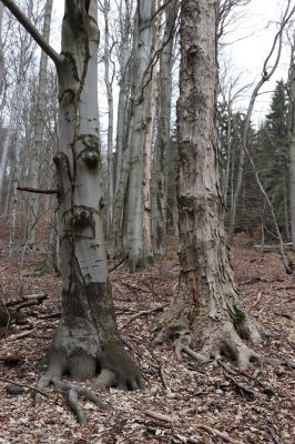 Trutnov, Babí, 2.4.2021
Rýchory - Dvorský les. Bučina na prameništích Březového potoka.
Klíčová slova: Trutnov Babí Rýchory Dvorský les Březový potok