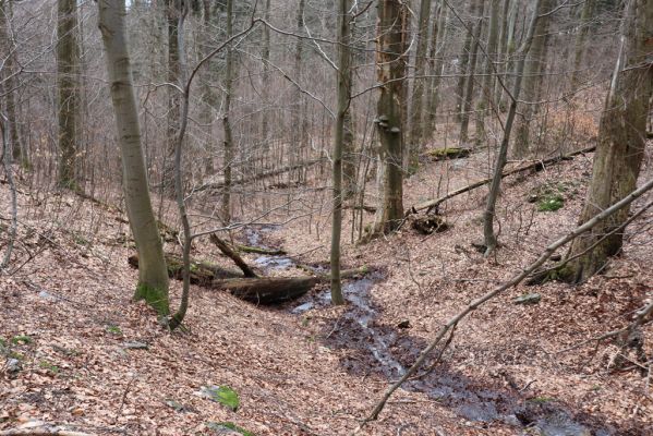 Trutnov, Babí, 2.4.2021
Rýchory - Dvorský les. Bučina na prameništích Březového potoka.
Klíčová slova: Trutnov Babí Rýchory Dvorský les Březový potok
