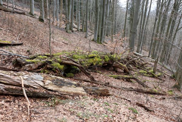 Trutnov, Babí, 2.4.2021
Rýchory - Dvorský les. Bučina na prameništích Březového potoka.
Mots-clés: Trutnov Babí Rýchory Dvorský les Březový potok