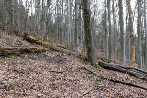 Trutnov, Babí, 2.4.2021
Rýchory - Dvorský les. Bučina na prameništích Březového potoka.
Klíčová slova: Trutnov Babí Rýchory Dvorský les Březový potok