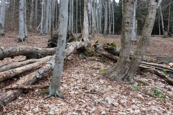 Trutnov, Babí, 2.4.2021
Rýchory - Dvorský les. Bučina na prameništích Březového potoka.
Klíčová slova: Trutnov Babí Rýchory Dvorský les Březový potok