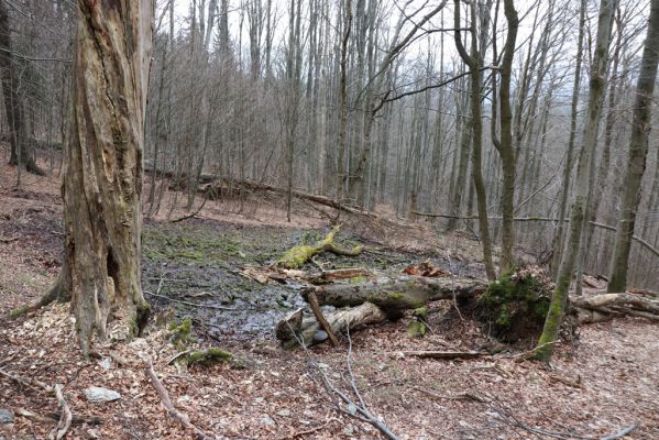 Trutnov, Babí, 2.4.2021
Rýchory - Dvorský les. Bučina na prameništích Březového potoka.
Klíčová slova: Trutnov Babí Rýchory Dvorský les Březový potok