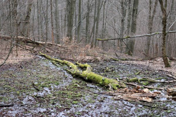Trutnov, Babí, 2.4.2021
Rýchory - Dvorský les. Bučina na prameništích Březového potoka.
Klíčová slova: Trutnov Babí Rýchory Dvorský les Březový potok