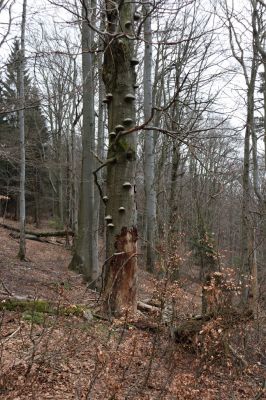 Trutnov, Babí, 2.4.2021
Rýchory - Dvorský les. Bučina na prameništích Březového potoka.
Klíčová slova: Trutnov Babí Rýchory Dvorský les Březový potok