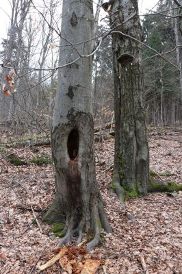 Trutnov, Babí, 2.4.2021
Rýchory - Dvorský les. Bučina na prameništích Březového potoka.
Klíčová slova: Trutnov Babí Rýchory Dvorský les Březový potok