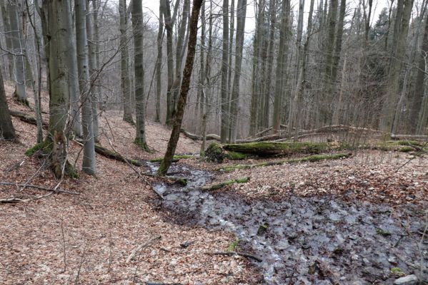 Trutnov, Babí, 2.4.2021
Rýchory - Dvorský les. Bučina na prameništích Březového potoka.
Mots-clés: Trutnov Babí Rýchory Dvorský les Březový potok