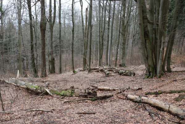 Trutnov, Babí, 2.4.2021
Rýchory - Dvorský les. Bučina na prameništích Březového potoka.
Klíčová slova: Trutnov Babí Rýchory Dvorský les Březový potok