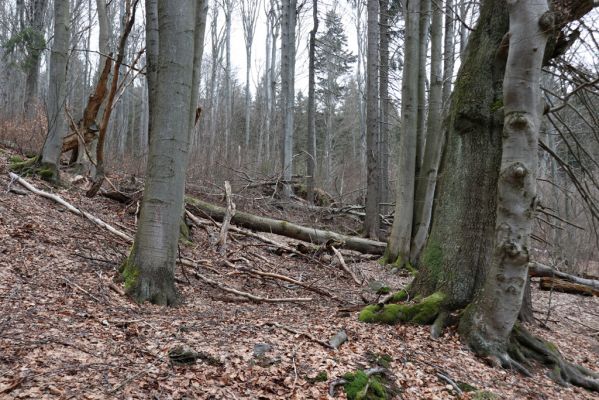 Trutnov, Babí, 2.4.2021
Rýchory - Dvorský les. Bučina na prameništích Březového potoka.
Klíčová slova: Trutnov Babí Rýchory Dvorský les Březový potok
