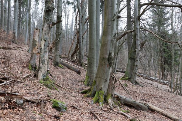 Trutnov, Babí, 2.4.2021
Rýchory - Dvorský les. Bučina na prameništích Březového potoka.
Klíčová slova: Trutnov Babí Rýchory Dvorský les Březový potok