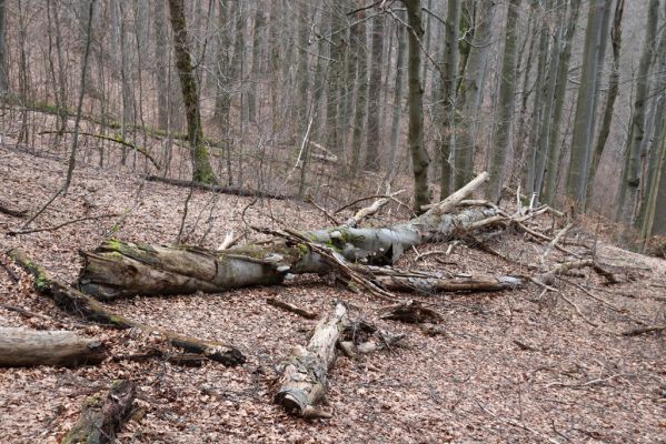 Trutnov, Babí, 2.4.2021
Rýchory - Dvorský les. Bučina na prameništích Březového potoka.
Schlüsselwörter: Trutnov Babí Rýchory Dvorský les Březový potok