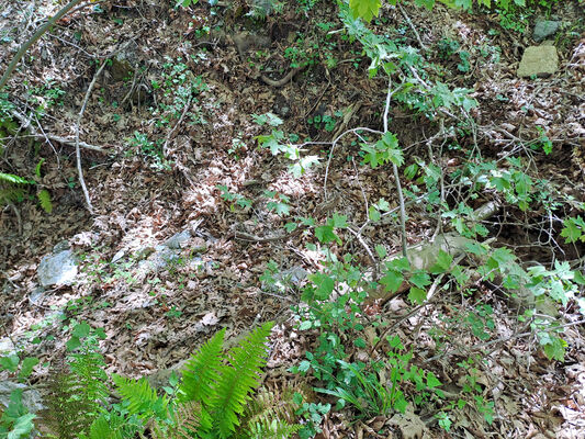 Trypi, 3.5.2024 
Platany v údolí pod sedlem.
Klíčová slova: Peloponnese Laconia Taygetos Mts. Trypi Langada pass Dima arndti