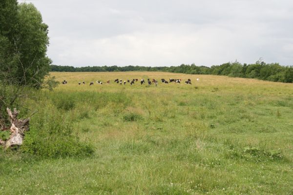 Tshchenets'_20.6.2011
Pastvina u obce.
Schlüsselwörter: Tshchenets' Tščenec'