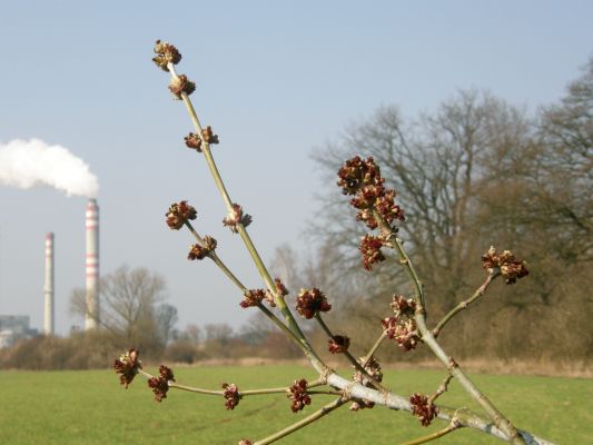 Hrobice-Tůň, 10.3.2008
Tak už nám rozkvetl i jilm habrolistý. V pozadí opatovická elektrárna.
Keywords: Hrobice Tůň slepé rameno elektrárna jilm habrolistý