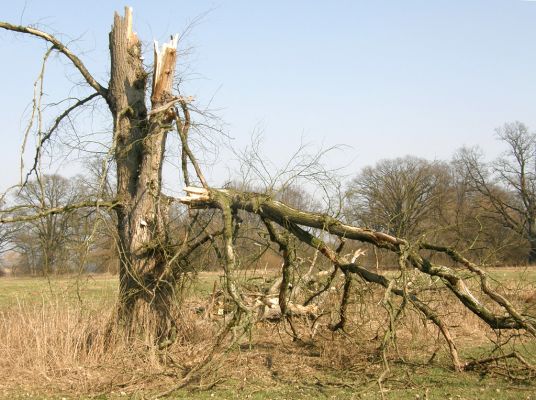 Hrobice-Tůň, 10.3.2008
Silná vichřice rozlomila starý kmen jilmu.
Klíčová slova: Hrobice Tůň slepé rameno jilm