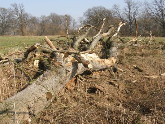 Hrobice-Tůň-10.3.2008
Horní část kmene se po vichřici ocitla na zemi.
Mots-clés: Hrobice Tůň slepé rameno jilm