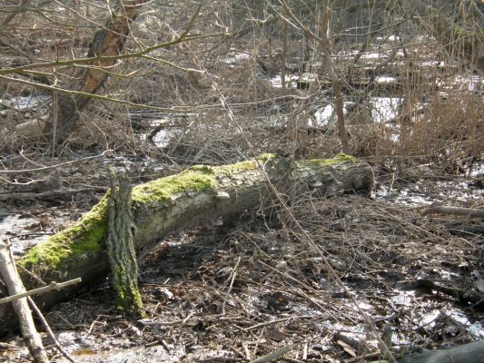 Hrobice-Tůň, 10.3.2008
Slepé rameno se naplnilo vodou a zatopilo vrbové houštiny. Biotop kovaříka Ampedus pomonae.
Schlüsselwörter: Hrobice Tůň slepé rameno vrby Ampedus pomonae