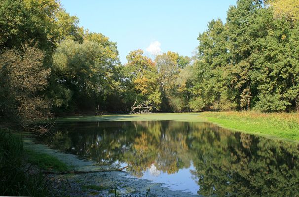 Hrobice-Tůň-16.10.2007
Zářivý podzim nad Tůní. 
Schlüsselwörter: Hrobice Tůň slepé rameno