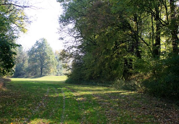 Hrobice-Tůň-16.10.2007
Podzim v lužním lese. Jižní okraj Tůně.
Klíčová slova: Hrobice Tůň slepé rameno lužní les