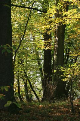 Hrobice-Tůň-16.10.2007
Podzim v lužním lese.
Klíčová slova: Hrobice Tůň slepé rameno lužní les Throscidae