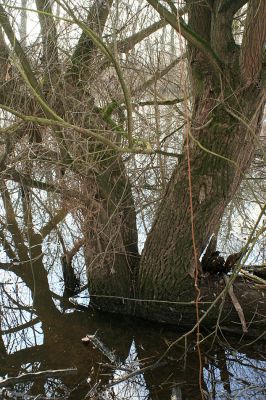 Hrobice-Tůň-5.2.2008
Zimní záplava zvedla vodní hladinu Tůně. Vrby jsou na to zvyklé.
Keywords: Hrobice Tůň slepé rameno lužní les