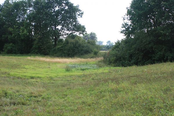 Hrobice-Tůň-7.9.2007
Záplavová louka. Zazemněné koryto Labe. Biotop kovaříka Oedostethus quadripustulatus.
Klíčová slova: Hrobice Tůň záplavové louky Oedostethus quadripustulatus