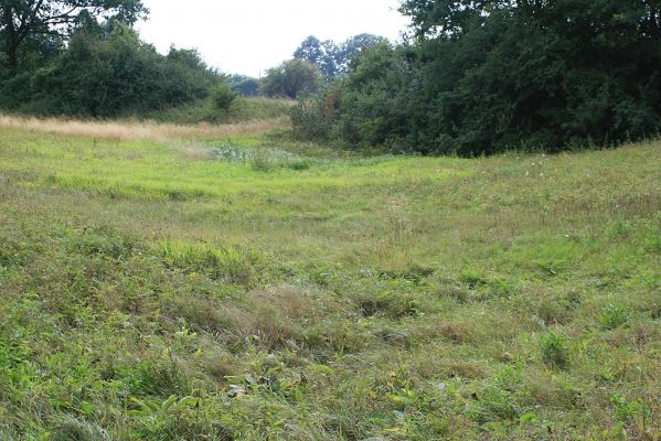 Hrobice-Tůň-7.9.2007
Záplavová louka. Dnes již jen zazemněný památník bývalého labského koryta. Biotop kovaříka Oedostethus quadripustulatus.
Klíčová slova: Hrobice Tůň záplavové louky