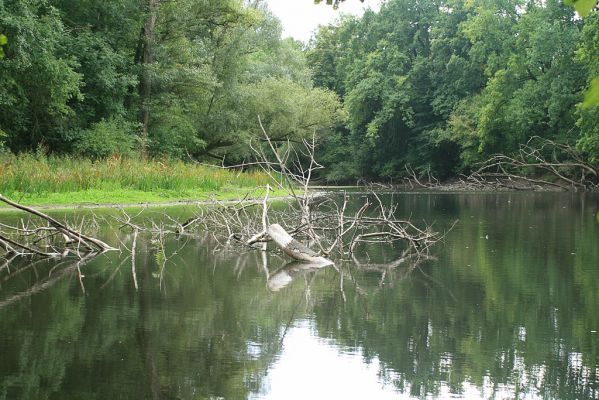 Hrobice-Tůň-7.9.2007
Ráj rybářů.
Schlüsselwörter: Hrobice Tůň slepé rameno