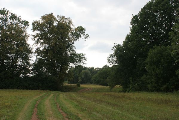 Hrobice-Tůň-7.9.2007
Severní okraj slepého ramene před letní bouří. Cesta vás dovede až k obrovskému topolu - památnému stromu.
Schlüsselwörter: Hrobice Tůň slepé rameno záplavové louky