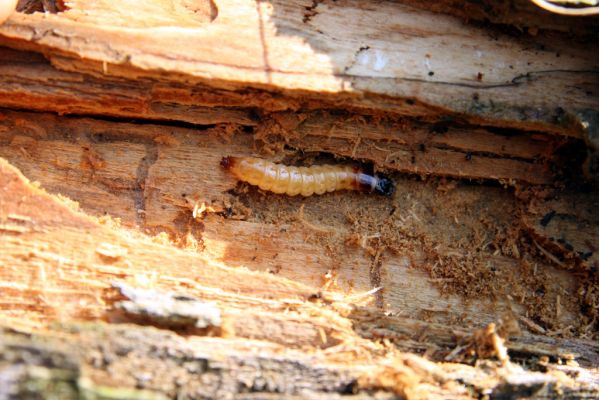 Veľká Fatra, Turecká, 10.5.2013
Malá Turecká dolina. Larva kovaříka Lacon lepidopterus v trouchnivém dřevě zbytku jedlového kmene.



Klíčová slova: Veľká Fatra Turecká Malá Turecká dolina Lacon lepidopterus