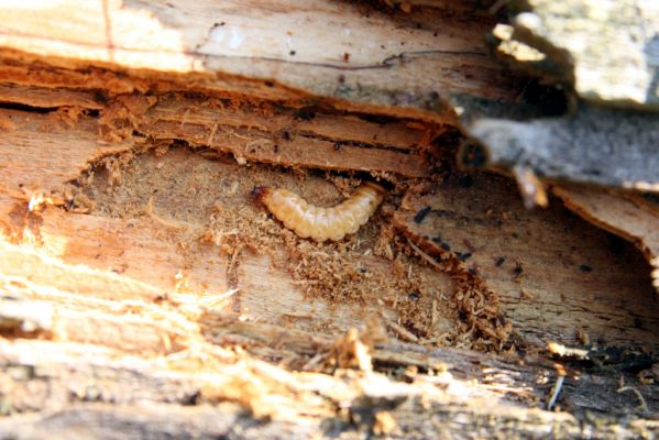 Veľká Fatra, Turecká, 10.5.2013
Malá Turecká dolina. Larva kovaříka Lacon lepidopterus v trouchnivém dřevě zbytku jedlového kmene.


Klíčová slova: Veľká Fatra Turecká Malá Turecká dolina Lacon lepidopterus