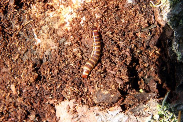 Veľká Fatra, Turecká, 10.5.2013
Malá Turecká dolina. Larva kovaříka Diacanthous undulatus pod kůrou smrkového pařezu.



Klíčová slova: Veľká Fatra Turecká Malá Turecká dolina Diacanthous undulatus