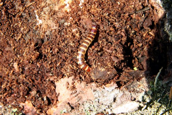 Veľká Fatra, Turecká, 10.5.2013
Malá Turecká dolina. Larva kovaříka Diacanthous undulatus pod kůrou smrkového pařezu.



Schlüsselwörter: Veľká Fatra Turecká Malá Turecká dolina Diacanthous undulatus