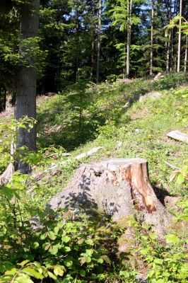 Veľká Fatra, Turecká, 10.5.2013
Malá Turecká dolina. Pařez smrku osídlený kovaříky Diacanthous undulatus. 



Klíčová slova: Veľká Fatra Turecká Malá Turecká dolina Diacanthous undulatus