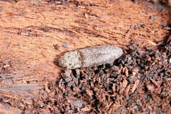 Veľká Fatra, Turecká, 10.5.2013
Malá Turecká dolina - holoseč. Kovařík Lacon lepidopterus pod kůrou jedlového pařezu.


Klíčová slova: Veľká Fatra Turecká Malá Turecká dolina Lacon lepidopterus