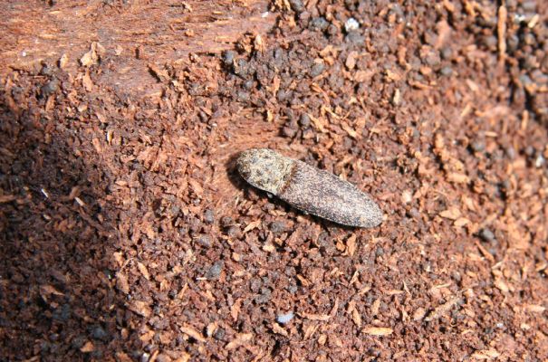 Veľká Fatra, Turecká, 10.5.2013
Malá Turecká dolina - holoseč. Kovařík Lacon lepidopterus pod kůrou jedlového pařezu.



Klíčová slova: Veľká Fatra Turecká Malá Turecká dolina Lacon lepidopterus