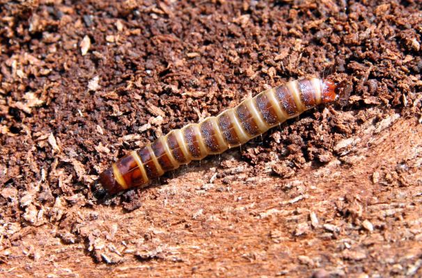 Veľká Fatra, Turecká, 10.5.2013
Malá Turecká dolina - holoseč. Larva kovaříka Diacanthous undulatus pod kůrou jedlového pařezu.

Klíčová slova: Veľká Fatra Turecká Malá Turecká dolina Diacanthous undulatus