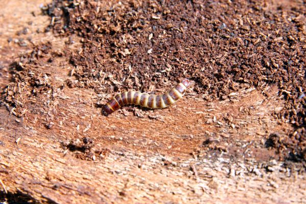 Veľká Fatra, Turecká, 10.5.2013
Malá Turecká dolina - holoseč. Larva kovaříka Diacanthous undulatus pod kůrou jedlového pařezu.



Klíčová slova: Veľká Fatra Turecká Malá Turecká dolina Diacanthous undulatus