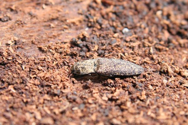 Veľká Fatra, Turecká, 10.5.2013
Malá Turecká dolina - holoseč. Pařez jedle - náhradní biotop kovaříka Lacon lepidopterus.



Klíčová slova: Veľká Fatra Turecká Malá Turecká dolina Lacon lepidopterus