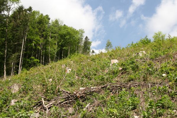 Veľká Fatra, Turecká, 10.5.2013
Malá Turecká dolina - holoseč. 


Klíčová slova: Veľká Fatra Turecká Malá Turecká dolina Lacon lepidopterus Dicanthous undulatus