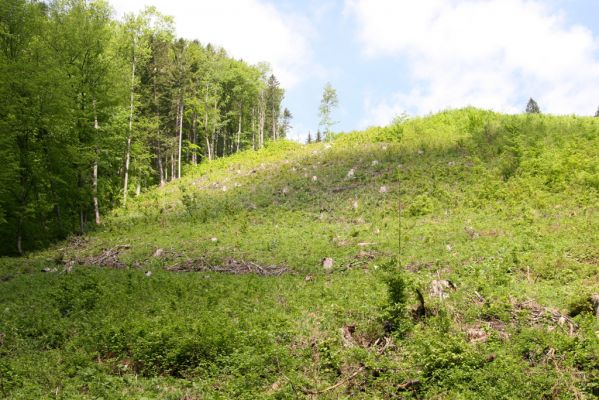 Veľká Fatra, Turecká, 10.5.2013
Malá Turecká dolina - holoseč. 


Klíčová slova: Veľká Fatra Turecká Malá Turecká dolina Lacon lepidopterus Diacanthous undulatus