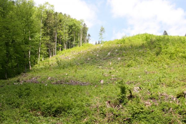 Veľká Fatra, Turecká, 10.5.2013
Malá Turecká dolina - holoseč. 


Mots-clés: Veľká Fatra Turecká Malá Turecká dolina Lacon lepidopterus Diacanthous undulatus