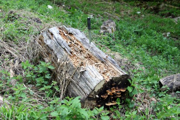 Veľká Fatra, Turecká, 10.5.2013
Malá Turecká dolina - zbytek kmene smrku u potoka. V podobném trouchnivém dřevě lze nalézt v okolí Starých hor kovaříky Ampedus tristis. 



Klíčová slova: Veľká Fatra Turecká Malá Turecká dolina Ampedus tristis