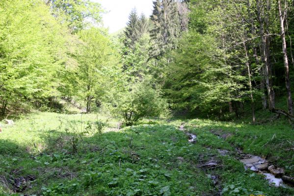 Veľká Fatra, Turecká, 10.5.2013
Malá Turecká dolina. Podmáčená loučka je biotopem kovaříků Ctenicera pectinicornis.

Klíčová slova: Veľká Fatra Turecká Malá Turecká dolina Ctenicera pectinicornis
