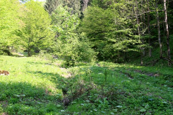 Veľká Fatra, Turecká, 10.5.2013
Malá Turecká dolina. Podmáčená loučka je biotopem kovaříků Ctenicera pectinicornis.



Klíčová slova: Veľká Fatra Turecká Malá Turecká dolina Ctenicera pectinicornis